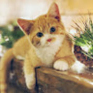 Meet your Posher, Rose